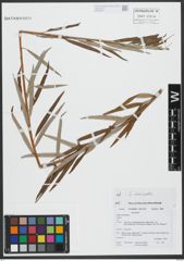 Foto von Salix viminalis L.